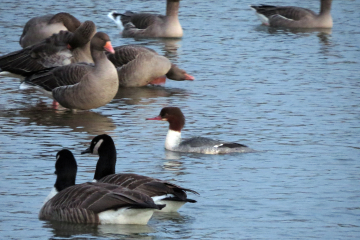 Goosander, stonechats and barn owls